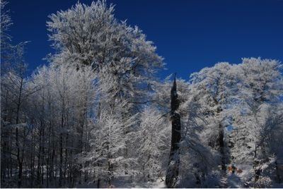 Winter 2