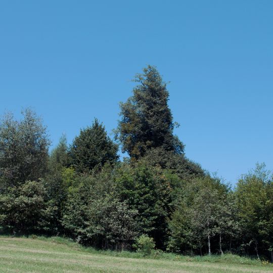 Linden auf dem Galgenhügel