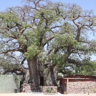 Baobab Ombalantu