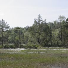 Presseler Heidewald- und Moorgebiet