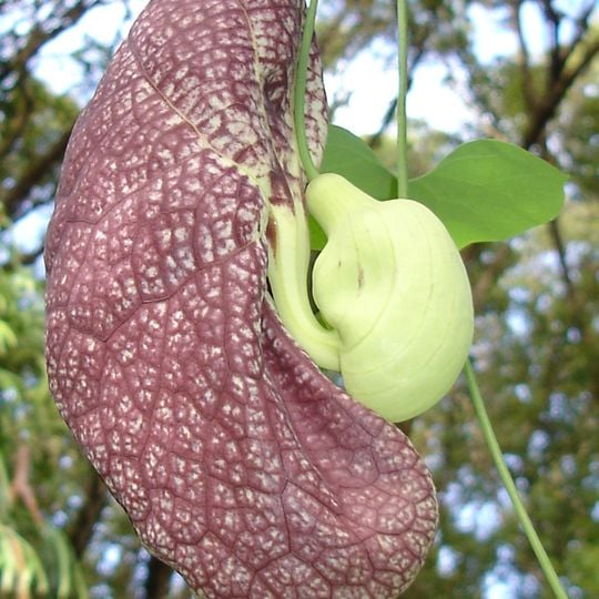 Garden of Perfumes and Spices