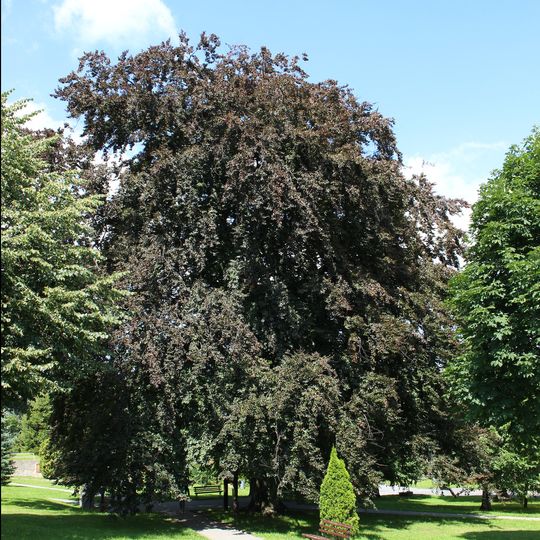 Buk v Andělské Hoře