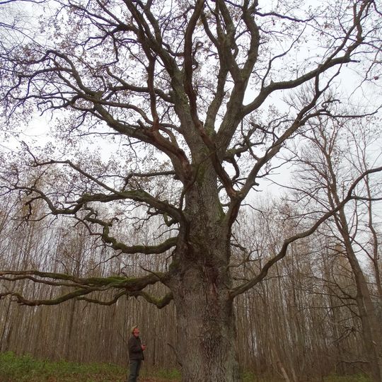 Alkai oak