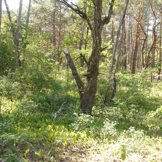 Kiefernanpflanzungen