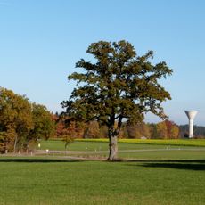 1 Eiche zwischen Stimpfach u. Rechenberg