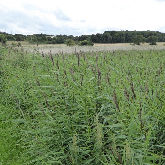 Bourne Park Reed Beds