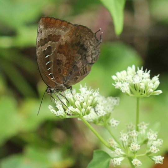 Mount Manipur National Park