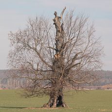 Jilm u Žehušické obory