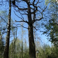 Lančiūnava Oak