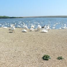 Abbotsbury Swannery
