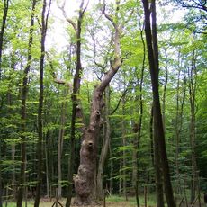 Bolesław Oak