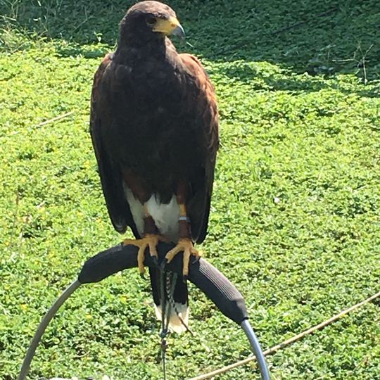Falconry center