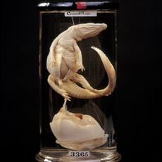 Hunterian Museum