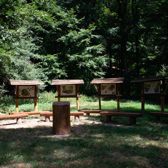 Forest classroom