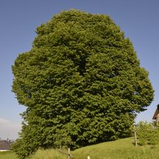Linde in Oberneukirchen