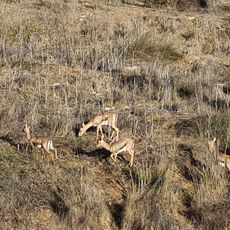 Gazelle Valley