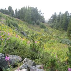 Alpengarten Patscherkofel