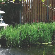 Ichimura Miami Japanese Garden