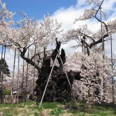 Jindai Zakura