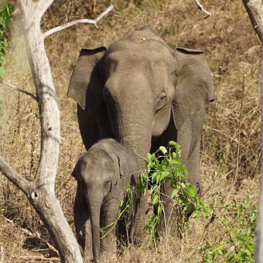 Mudumalai National Park
