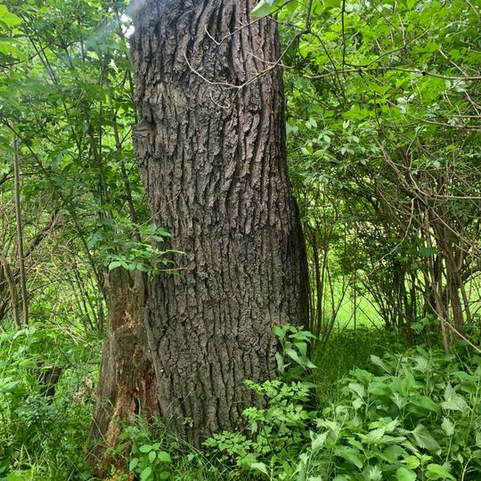 Stieleiche Albertsthal