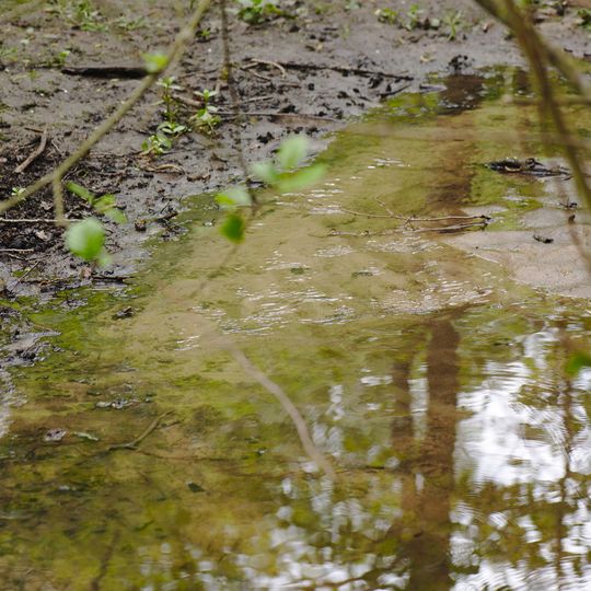 Talzug des Dienststadterweihers