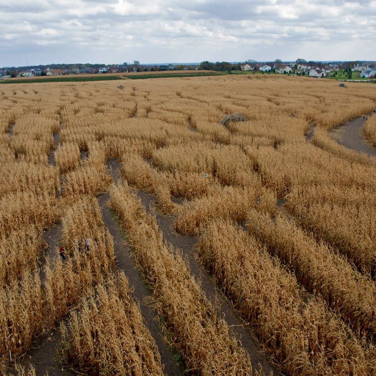 Richardson Adventure Farm Corn Maze