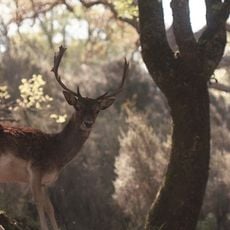National Hunting Park of Mafra