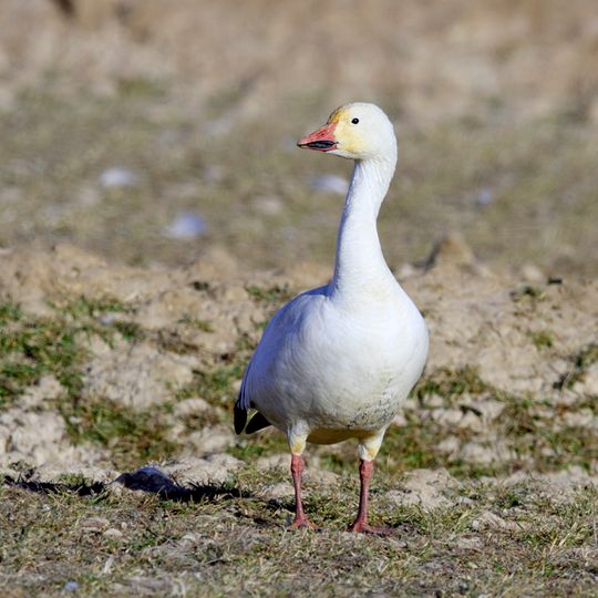 Kendall Island Migratory Bird Sanctuary