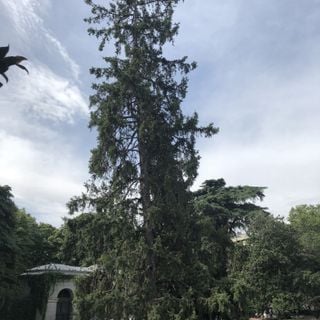 Picea del Himalaya en plaza de Murillo