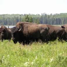 Riding Mountain National Park