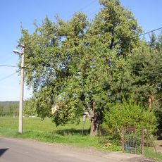 Varnsdorfská hruška