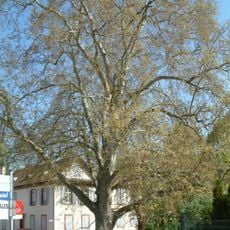 Platane am Kellergarten