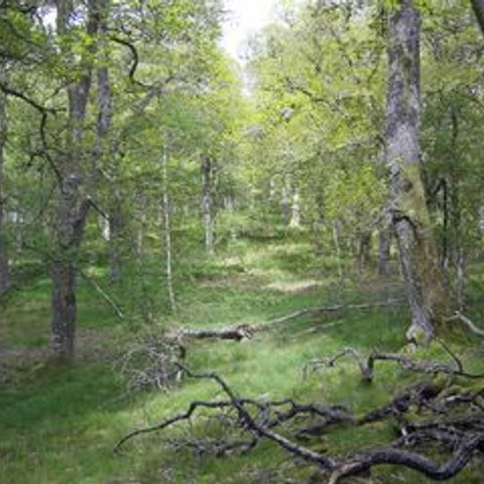 Dinnet Oakwood Special Area of Conservation