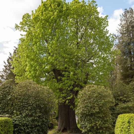 Tilia platyphyllos on the cemetery Erdmannsdorf