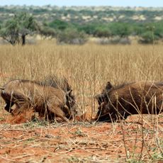 Tswalu Kalahari Reserve