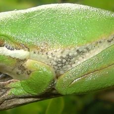 Maleny National Park