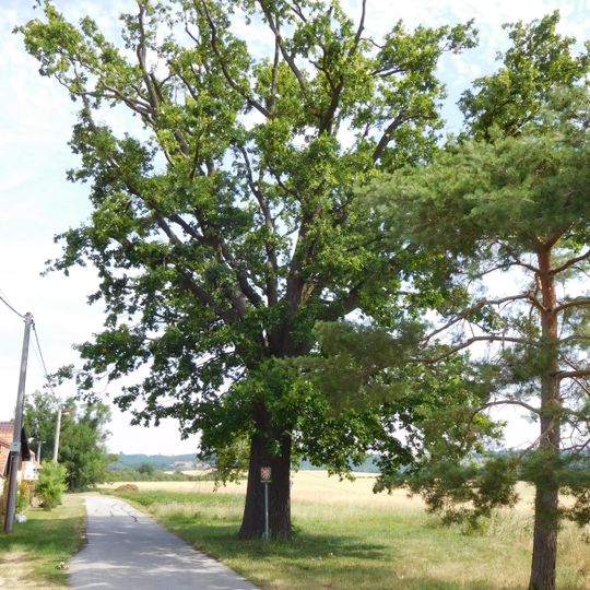Oak in Kozodírky