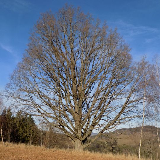 Skupina dubů zimních