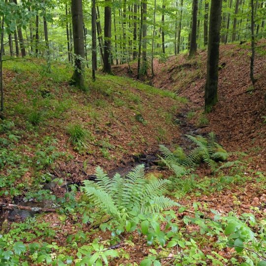 Schwarzwald bei Wüstensachsen