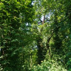 Quercus robur on Pfarrgarten Weltewitz