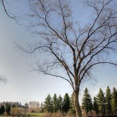 William Hawrelak Park