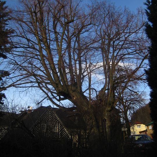 Světlá pod Ještědem - lípa Karoliny Světlé