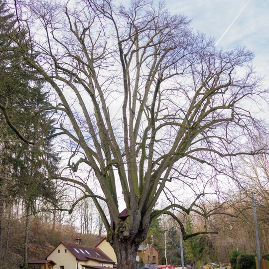 Lípa u Zlatého potoka