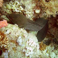 Anemone City, Shark Reef and Jolanda Reef