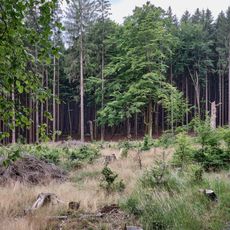Přírodní rezervace Stráně Hamerského potoka (Česko)