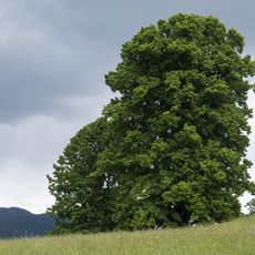 Gerichtslinde am Burggraben
