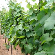 Bingham Family Vineyards Grapevine