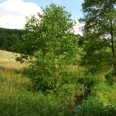 Elbschebach Witten Bommerholz