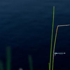 Altmoräne am Lundtop-Jardelunder Moor